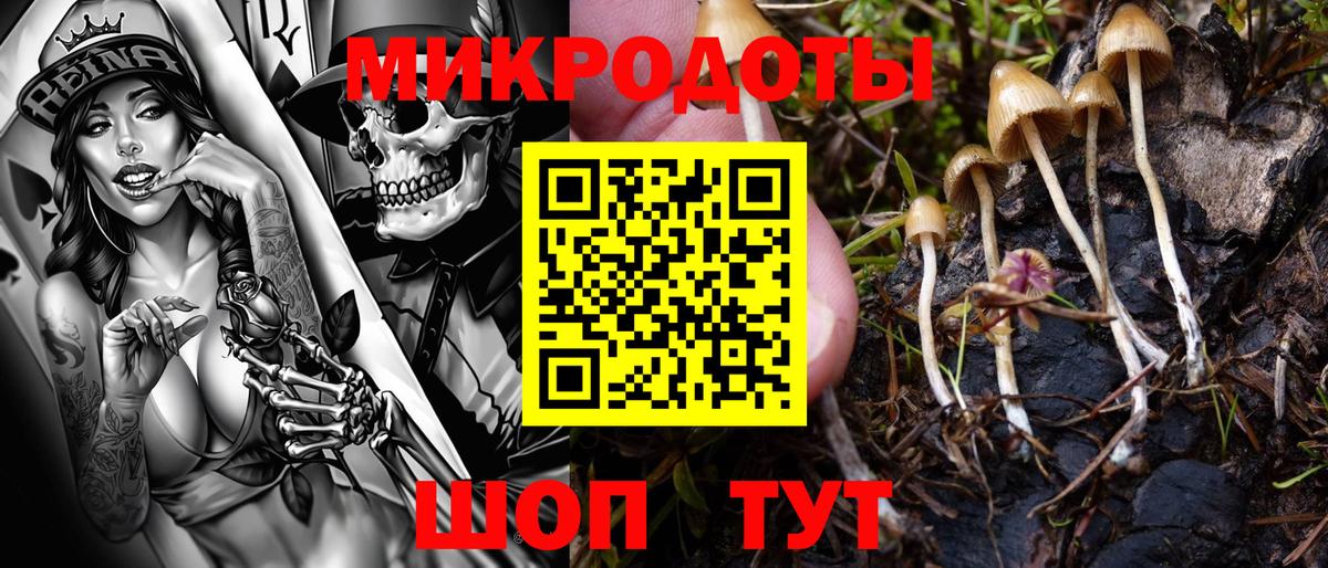 Псилоцибиновые грибы Psilocybine cubensis Улан-Удэ